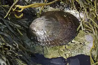 Description de l'image Lottia gigantea.jpg.