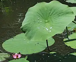 Feuille peltée.