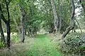 Le chemin de Myllymäki.