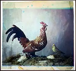 Nature morte au Coq, 1879.