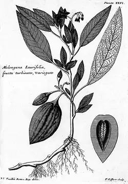 Solanum muricatum
