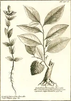 À droite Annona