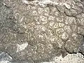 Polygones de dessiccation en « pelure d'oignon ».