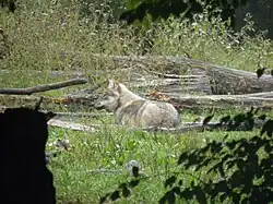 Loup gris d'Europe.