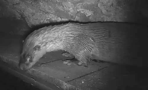 Loutre d'Europe de l'étang de Bouzaire à Guérande, photographiée de nuit.