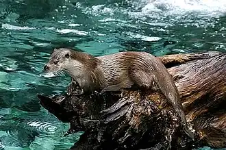 Photographie en couleurs d'un animal sur un tronc d'arbre et reposant sur une rivière.