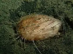 Lovenia cordiformis