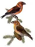 Bec-croisé des sapins (Loxia curvirostra)