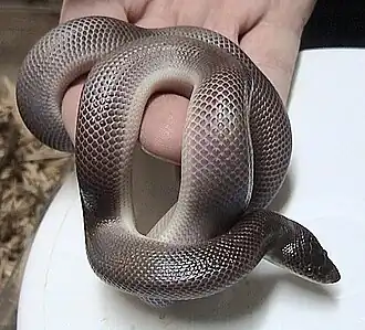 Loxocemus bicolor, un Loxocemidae