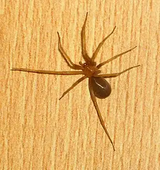 Description de l'image Loxosceles.laeta.jpg.