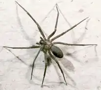Description de l'image Loxosceles_reclusa.jpg.