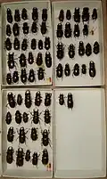 Lucanus capreolus