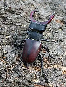 ♂