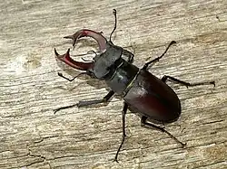 Vue d'un insecte au corps massif noir et luisant ; mandibules en forme de bois de cerf.