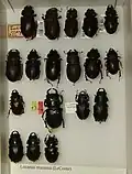 Lucanus mazama