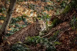 Lynx boréal.