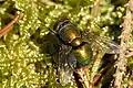 Lucilia bufonivora (Lucilia, Calliphoridae)