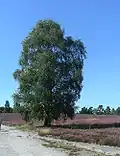 Clairière du Mont-Wietz à Müden.