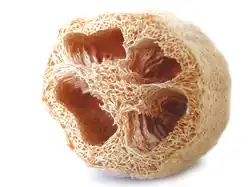 Tranche de luffa dont la texture rugueuse nettoie la peau et d'autres surfaces.