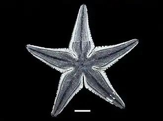 Luidia latiradiata.