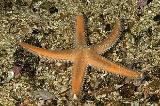 Luidia sarsii.