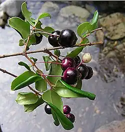 Fruits et feuilles.