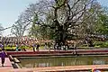 L'arbre de la bodhi.