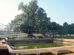 Arbre sacré, Népal. Selon la tradition, l'arbre représente  bouddha et dans l'étang Mayadevi, la mère de Bouddha se serait baignée avant de donner naissance au futur Bouddha