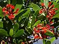 Fleurs rouges de L. littorea.