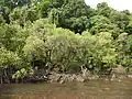 Arbre de L. racemosa.