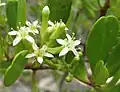 Fleurs blanches de L. racemosa.