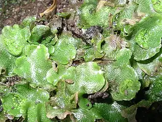 Lunularia cruciata hépatique à large thalle.