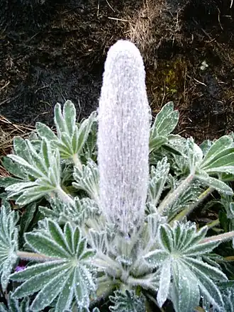 Description de l'image Lupinus alopecuroides.jpg.