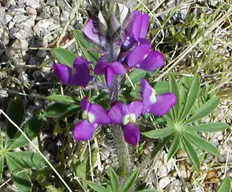 Description de l'image Lupinusarizonicus.jpg.