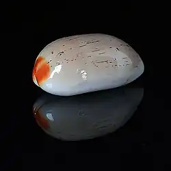 Luria gilvella.