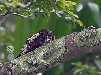 Description de l'image Lurocalis semitorquatus - Short-tailed Nighthawk; Botanic Garden, São Paulo, Brazil.jpg.