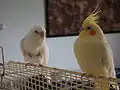 Deux perruches (à gauche une albinos et à droite une lutino)