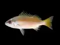Lutjanus lutjanus
