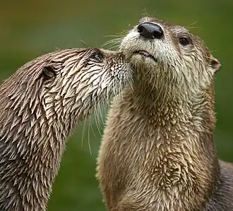 Loutre de rivière