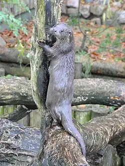 Loutre sur un tronc d'arbre.