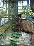 Paradoxurus hermaphroditus en captivité.