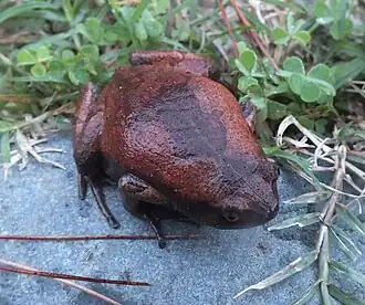 Description de l'image Luzon Narrow-Mouthed Frog.jpg.