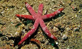 Echinaster luzonicus
