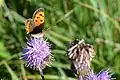 Le Cuivré commun (Lycaena phlaeas) observé sur la commune d'Allonne.