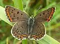 L. t. tityrus, femelle sombre.