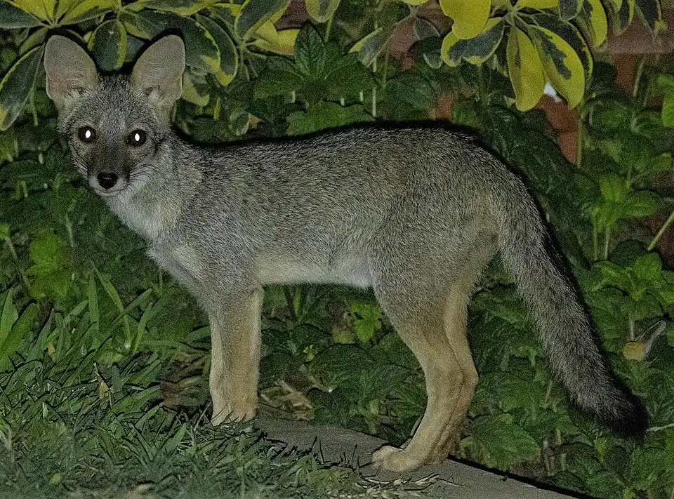 Renard du désert austral (Lycalopex sechurae)