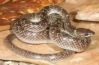Description de l'image Lycodon capucinus.jpg.