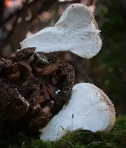 Comestible quand la gleba est blanche et ferme.