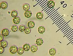 Spores.
