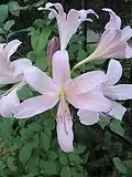 Fleurs de Lycoris squamigera.